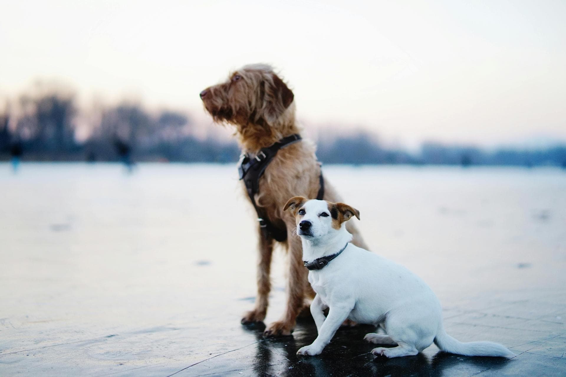 Dog & Cat Vets in Berkshire