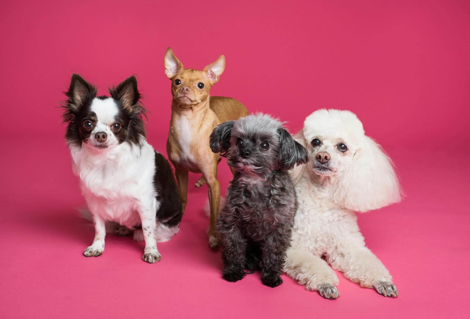 Dog & Cat Vets in Newbury