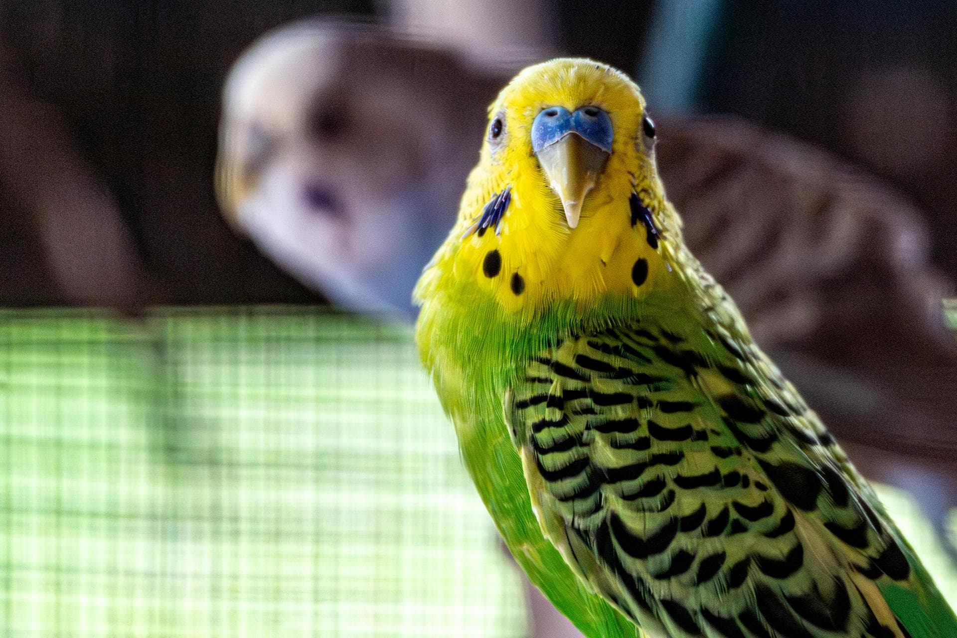 Specialist Vets in Windsor