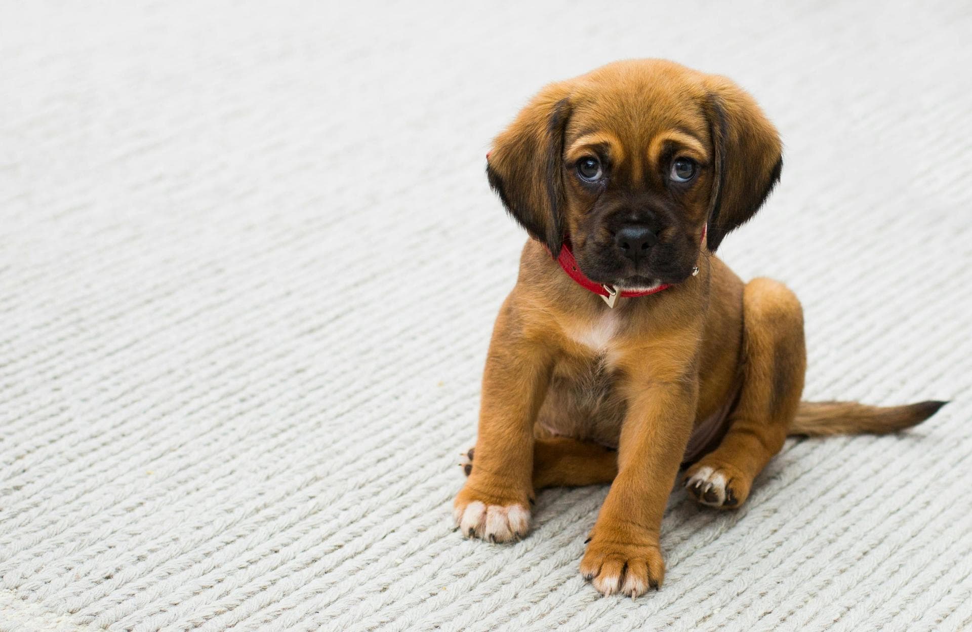 Dog Spay Castrate Neutering Prices in Berkshire